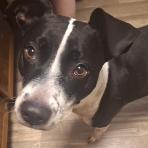 Meet your Posher, Apollo